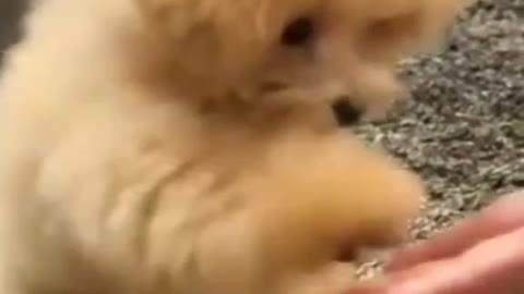 Little Puppy Likes to Give High-Fives