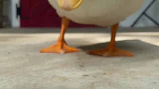 Smart duck eats corn