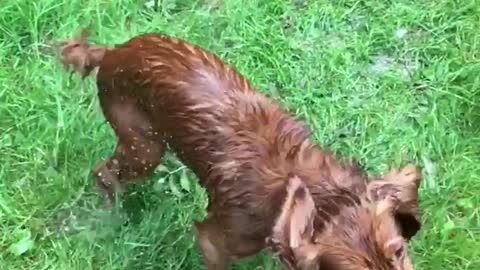 Red wet dog shakes water off on grass in slowmotion