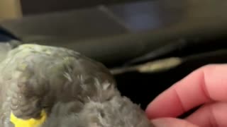 Sleepy parrot loves to be pet