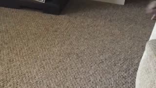 Piglet Has The Zoomies