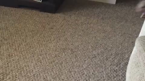 Piglet Has The Zoomies