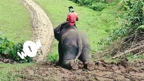 Wow, this amazing legend elephant #shots #youtubeshorts #new #viral