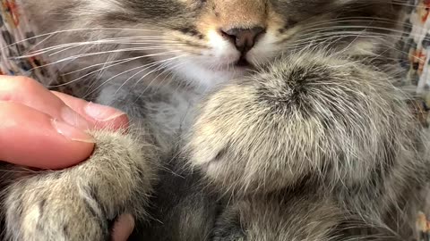 A Beautiful Cat Short Vedio and A Person Massaging the Paws of a Kitten