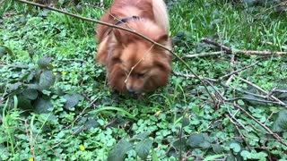 Pufi, the German spitz dog having breakfast in the forest