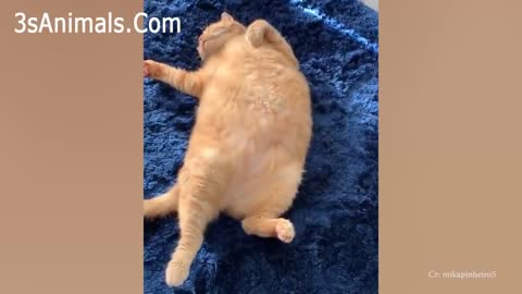 TAKE YOUR TIME to RELIEVE STRESS & LAUGH HARD $$$ The FUNNIEST CATS Video 2021