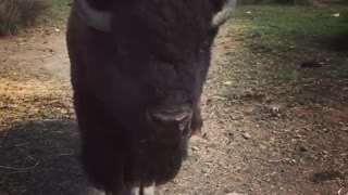 Buffalo eats bread out of car attacks camera