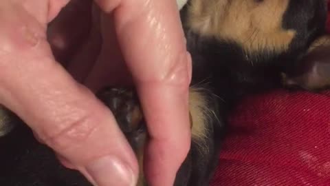 CQ Puppy Massage