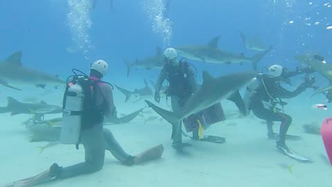 Swimming with sharks in the Bahamas 😱🤿🦈