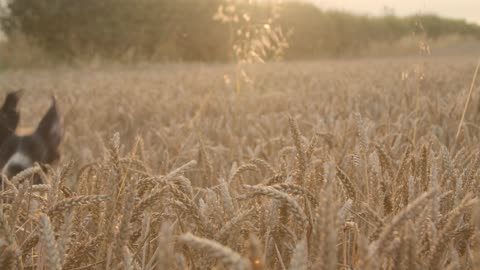 Dog Playing In Wheat Field