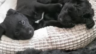 Puppies playing