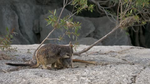 Mareeba rock-wallaby native kangaroo wildlife Australia