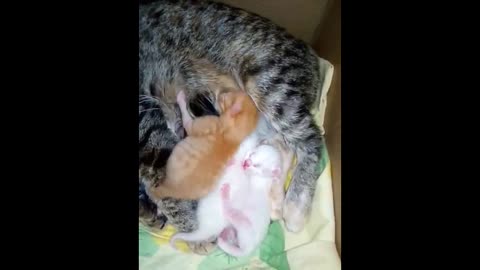 Cat feeds kittens