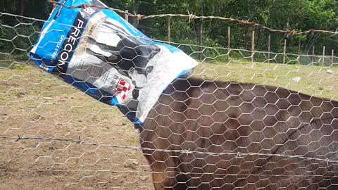 cow with bag on her head