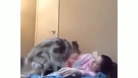 Ohh lay on your dog's bad and see how they react...