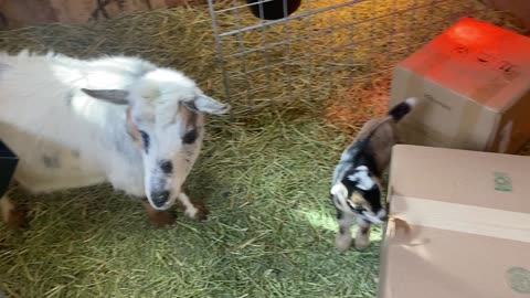 Baby Goats Playing On Boxes 03.2022