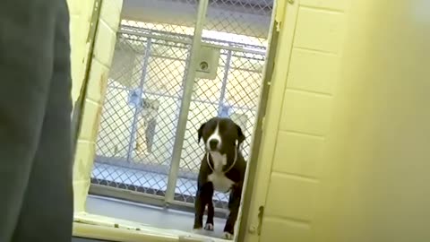 Shelter pup discovers he's found a forever home.