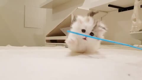 Cute little cat plays