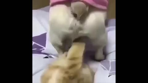 Funny cat, it seems delicious