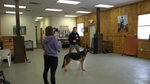 How to leash train your Dog not to Pull + Dog Training loose lead walking.