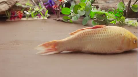 Top 5 Episodes Crocodiles Hunt Colorful Koi, Catfish Primitive Cooking Eels - Stop Motion ASMR CoCo