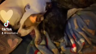 Puppy love snuggles