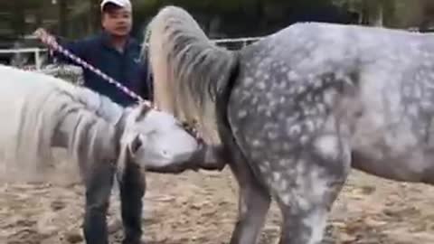 Best wild horses Mare revotutionizing young foals future stalions Horses...