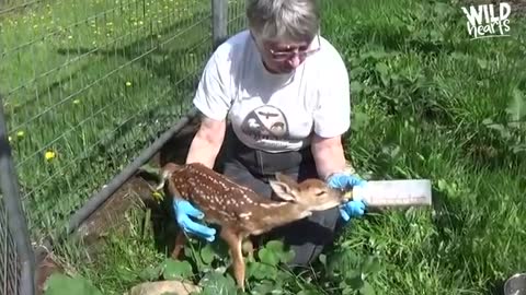 Tiny Baby Deer Asks People to Rescue Her
