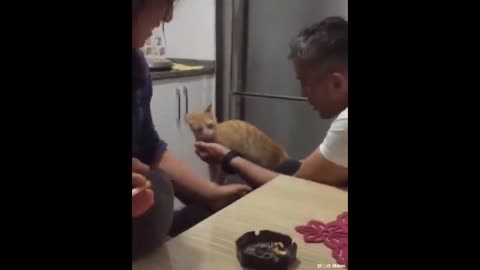 dad tries to hurt her but cat is protecting his owner