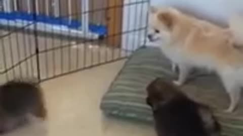 Pomeranian Puppies Stay with Mom for 8 Weeks