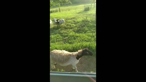 lambs at play