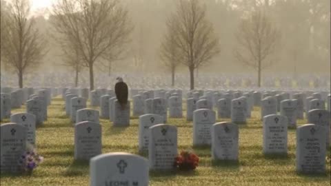 American Bald Eagle Waiting For Trump 2024