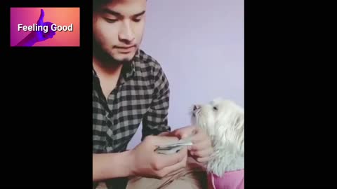 Hilarious Dog participation on a man's finance