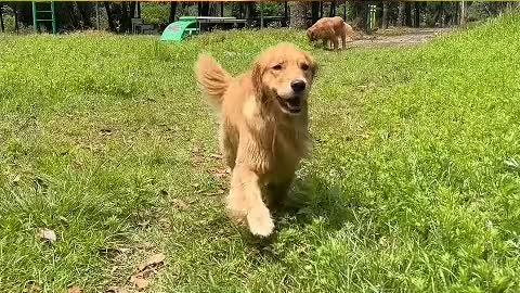 Grandma's family has a puppy with yellow fur