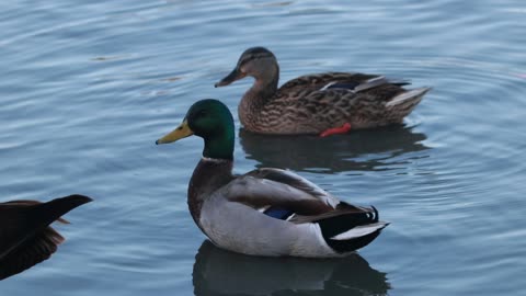 Wild ducks and wild geese are very Funny