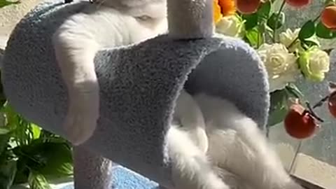 LOL,_Super_Funny_Cute_Cats_Videos_Best_Moments_of_Cats_Shorts_😺😂