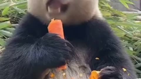 Giant panda snacking on some carrots🐼🥕
