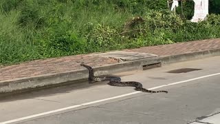 Sizable Snake Slithers Across Road