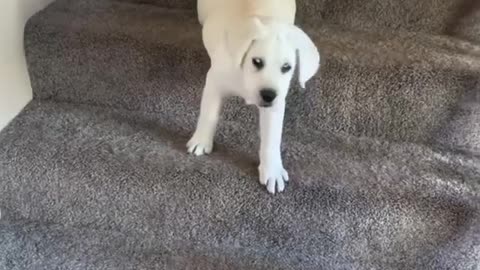 Doing the stairs with a dog is my favorite thing to do during the day.