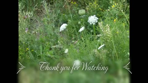 Beautiful American Goldfinch