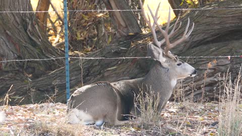 Slow Motion Of A Big Mule Deer Buck With Antlers In A Field Eating Grass