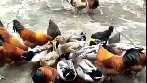 Chicken VS Dog Fight Funny Video