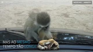 Macaco tenta comer hambúrguer... por trás do vidro!