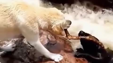 The dog used his cleverness to save his friend