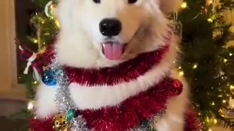 Christmas dog