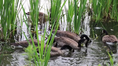 Duck Searching Food