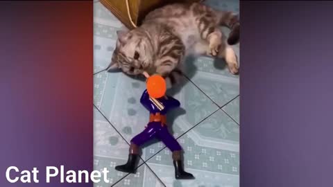 Funny Cats Video Cutes