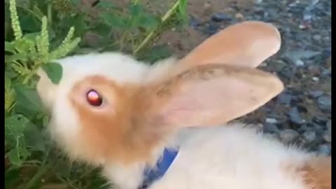 American Fuzzy Lop Eating Grass Funny Rabbit Videos