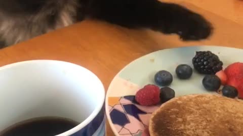 Cat Trying to Steal Food