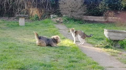 Yorkie plays with neighbors cat _ funny animals #terrier #funny #dog #cat